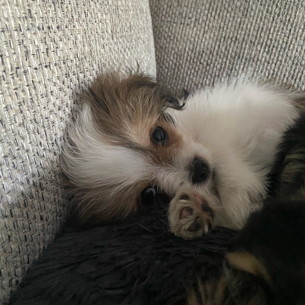 Meet your Posher, Lauren